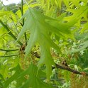 Quercus rubra